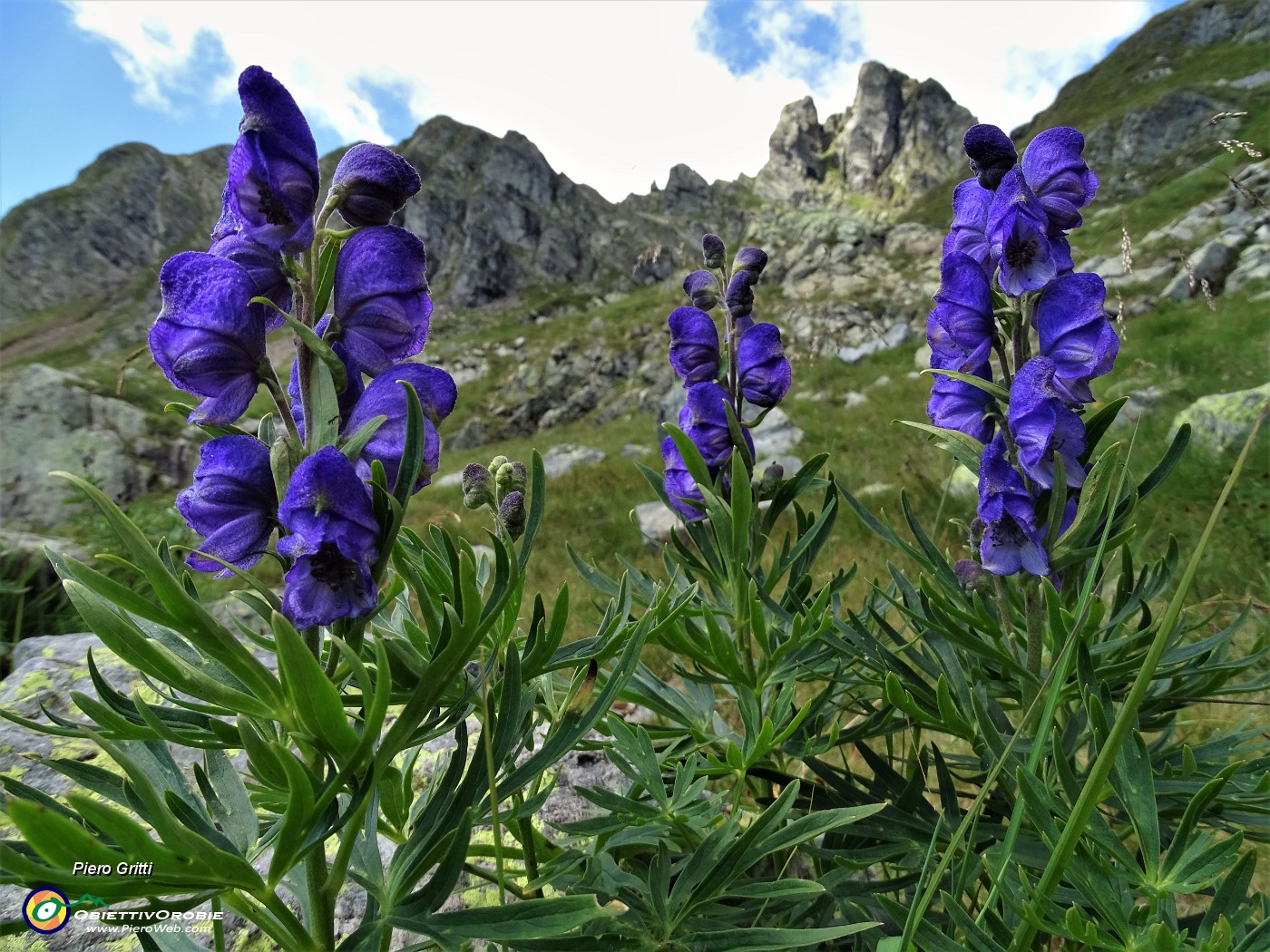 41 Aconito napello (Aconitum napellus) per il Valletto.JPG